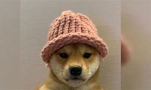 Image result for Dog with Hat Meme