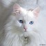 Image result for White Cat Blue Eyes Face