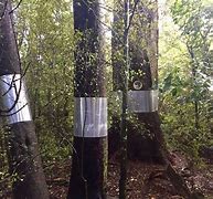 Image result for Indiana Bat in a Forest