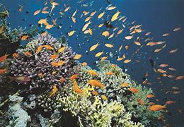 Image result for Marine Water Ecosystem