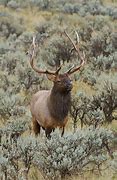 Image result for Montana Bull Elk