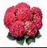 Image result for Hydrangea macrophylla Red Beauty