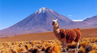 Image result for altiplano
