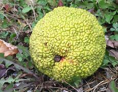 Image result for Monkey Head Fruit