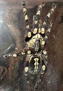 Image result for Poecilotheria Subfusca