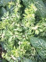 Image result for Geranium phaeum ‘Springtime’