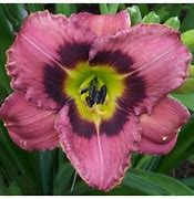 Image result for Hemerocallis Always Liberty