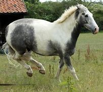 Image result for Dark Dapple Gray Horse