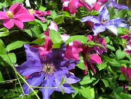 Image result for Rare Clematis Flower
