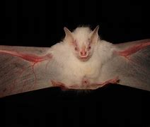 Image result for Albino Bat Ace Ventura