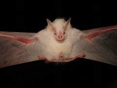 Image result for Baby Albino Fruit Bat