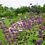 Image result for Salvia verticillata Purple Rain