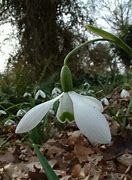 Image result for Galanthus Simply Glowing
