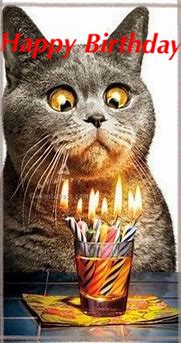 Image result for Birthday Funny Cat 10