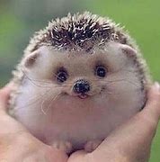 Image result for Funny Baby Hedgehog