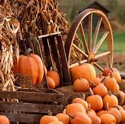 Image result for Harvest Aesthetic