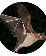 Image result for Bat Pollinators