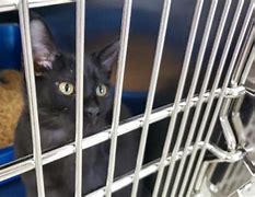Image result for Black Cat Animal Shelter