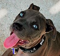 Image result for Blue Nose Pitbull Puppy