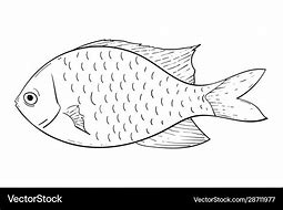 Image result for Fish Flipping Black and White
