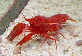 Image result for Pistol Shrimp Pet