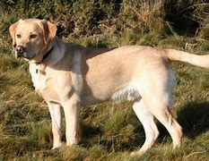 Image result for Best Dogs to Own in the Western USA