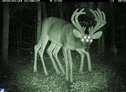 Image result for Demonic Deer Meme