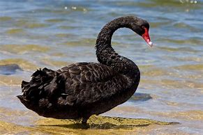 Image result for A Black Swan