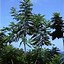 Image result for Cedrela Odorata Plants