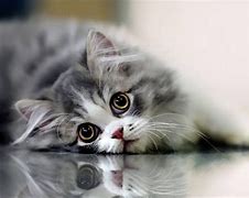 Image result for Cute Cat Wallpaper 1080P