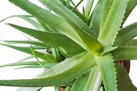 Image result for aloe