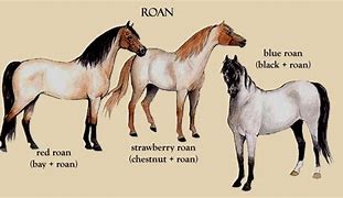 Image result for Morgan Horse Coat Colors