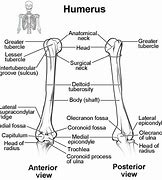 Image result for Elbow Topology
