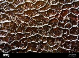 Image result for Rough Texture Photography