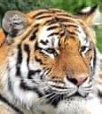 Image result for Tiger Attack Lucknow Real Photos