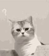 Image result for Cat Asking Questions Meme