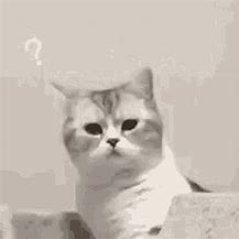 Image result for Confused Cat Meme GIF
