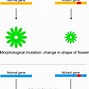 Image result for 5 Types of Gene Mutations