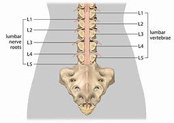Image result for Lumbar Spine L1 L2