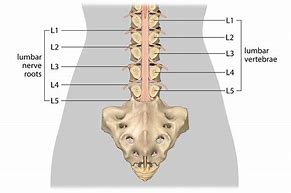 Image result for L1 L2 Spine Diagram