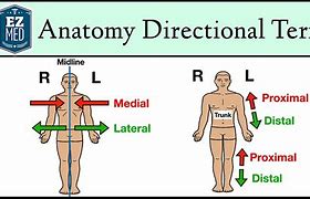 Image result for Horizontal Position in Humans