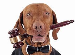 Image result for Dog Lawyer
