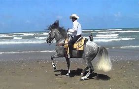 Image result for Trained Dancing Horses