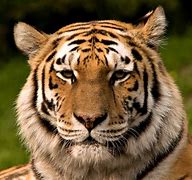 Image result for Chinese Zodiac Tiger