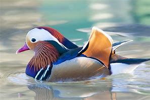 Image result for Mandarin Duck Breeders