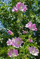 Image result for Alcea pallida