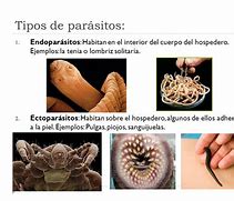 Image result for 5 Tipos De Parasitos