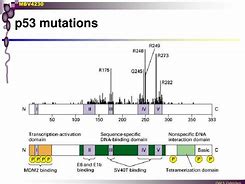 Image result for P53 Hotspot Mutation