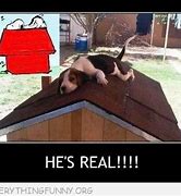 Image result for Dog On Roof Meme