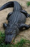 Image result for Alligator Pics